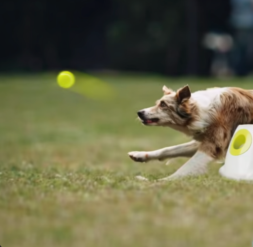 Interactive Automatic Dog Ball Launcher with Tennis Balls