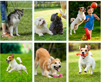 Dog Agility Training Set with Weave Poles, Hurdle, Hoop & Pause Box