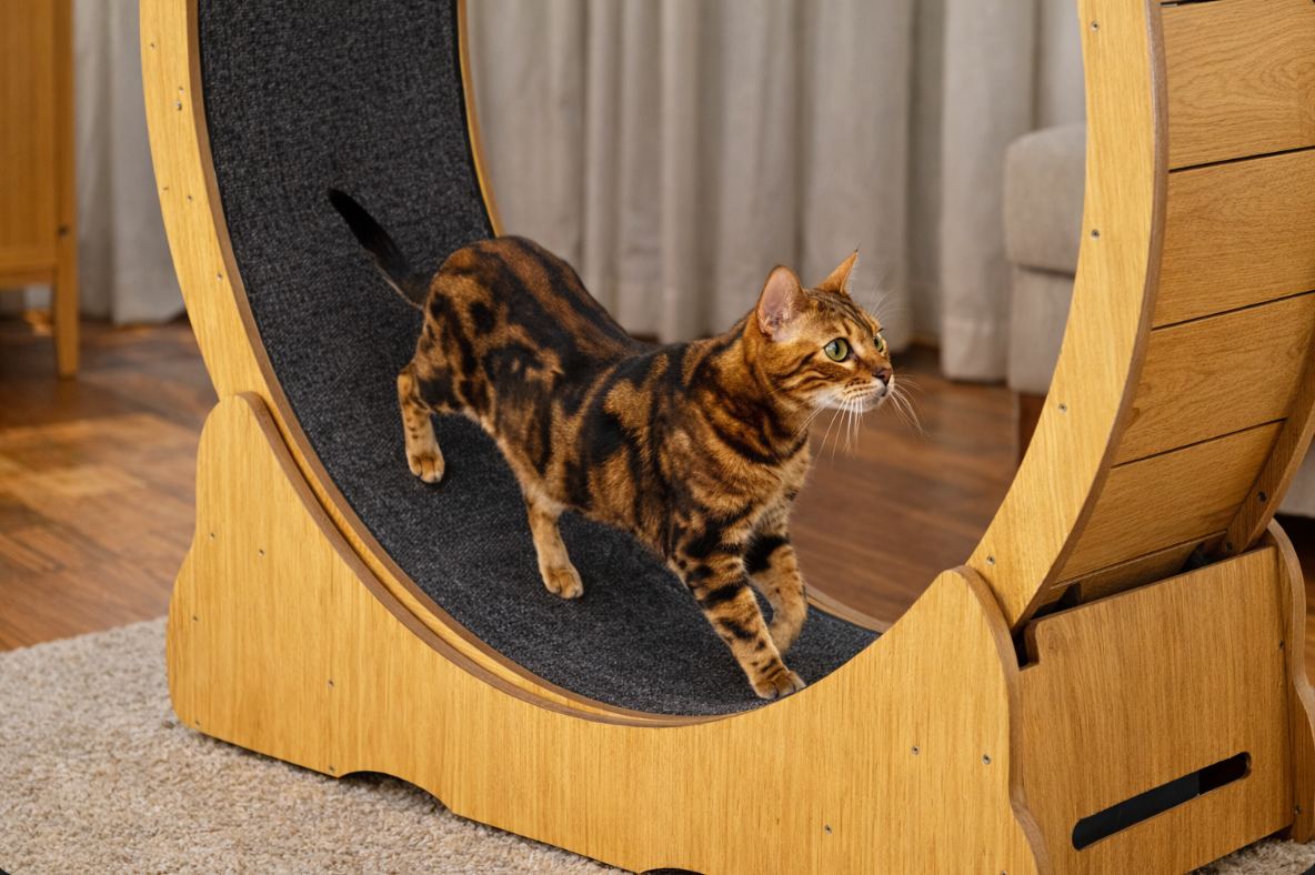 Smooth Shell Cat Exercise Wheel